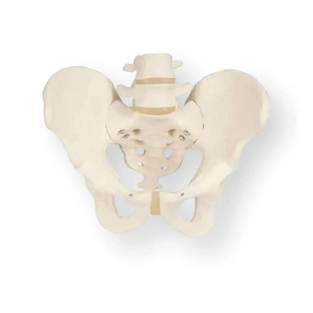 Skeleton of the pelvis, male - Anatomy and pathology - My Podiatry
