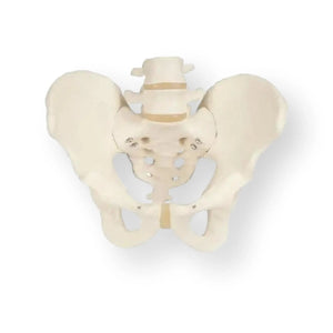 Skeleton of the pelvis, male - Anatomy and pathology - My Podiatry