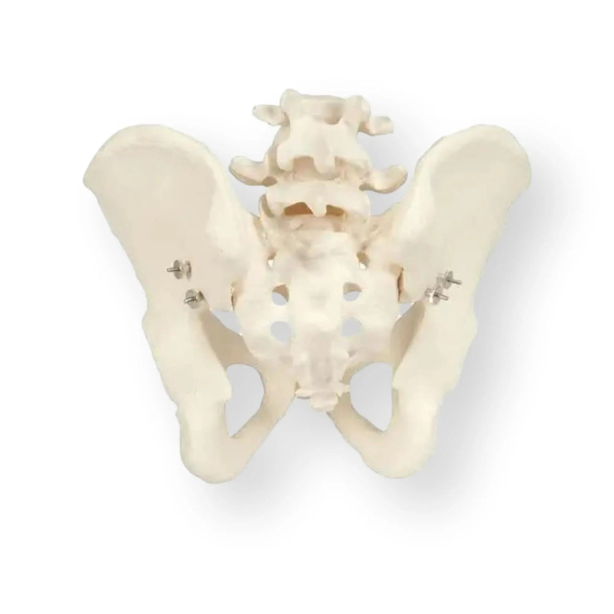 Skeleton of the pelvis, male - Anatomy and pathology - My Podiatry