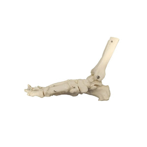Squelette du pied articulé - My Podologie - My Podologie