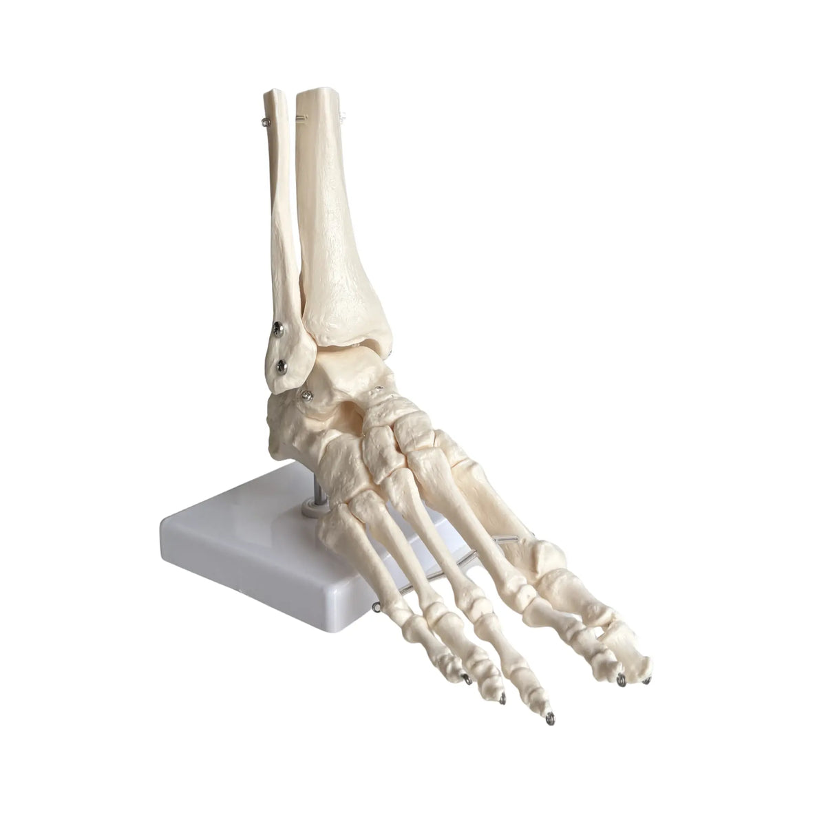 Skeleton of the articulated foot - My Podologie My Podologie 