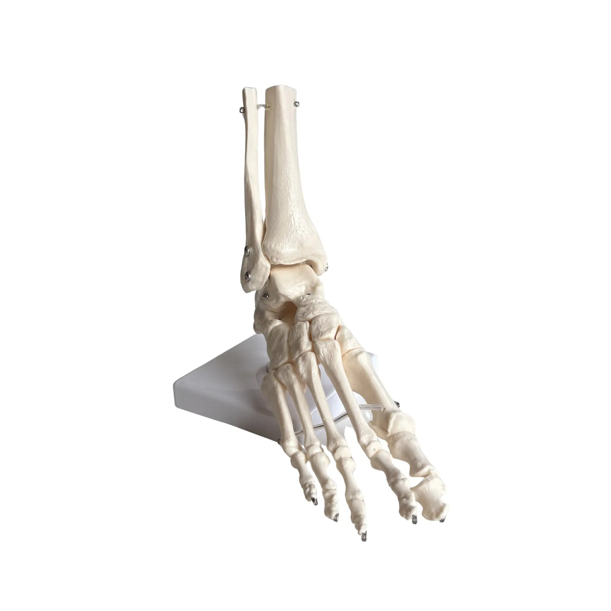 Skeleton of the articulated foot - My Podologie My Podologie 