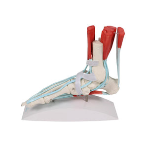 Squelette du pied avec ligaments et muscles My Podologie 