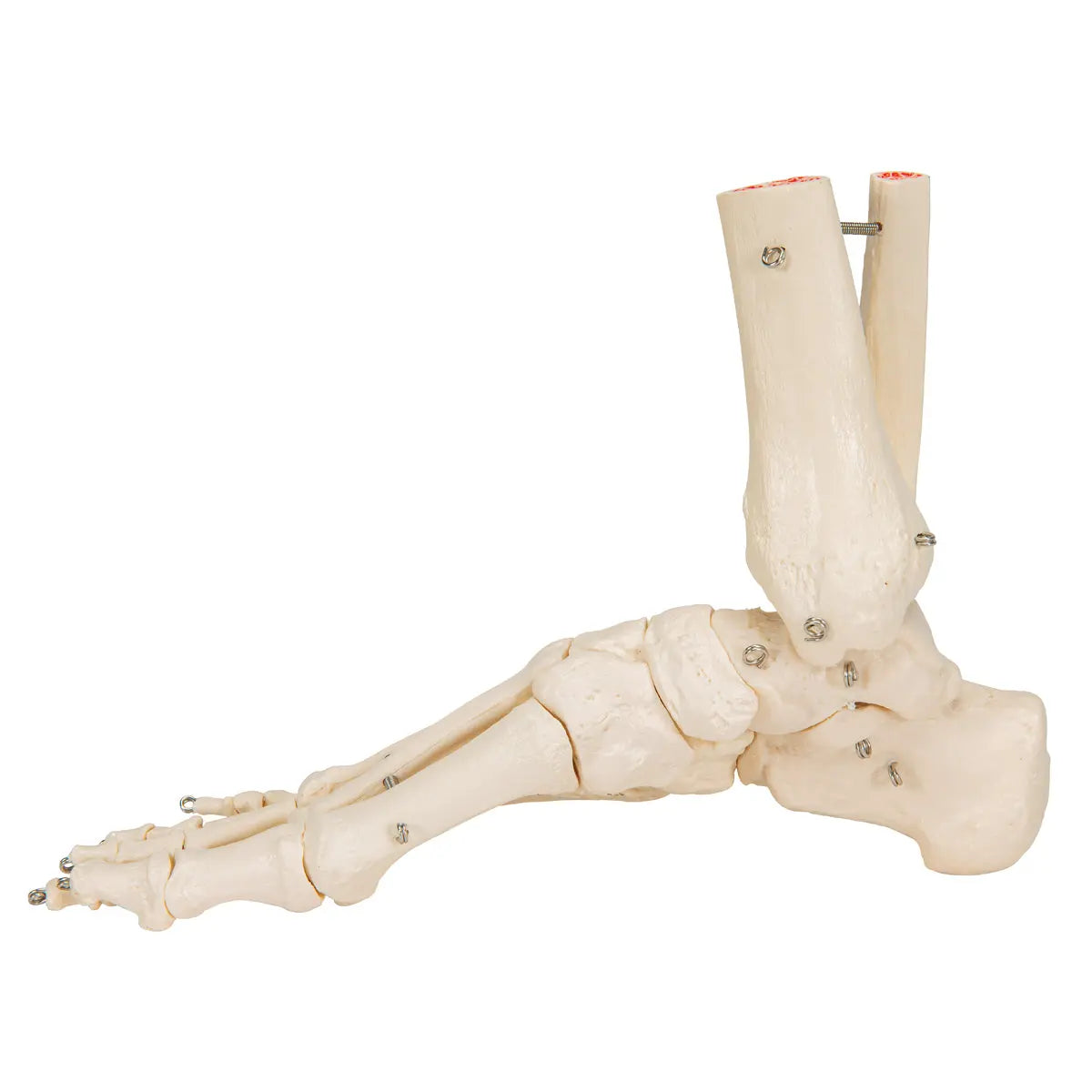 Skeleton of the foot with tibia and fibula (fibula) stump, on wire, side - My Podology