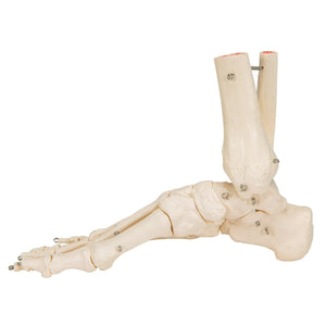 Skeleton of the foot with tibia and fibula (fibula) stump, on wire, side - My Podology
