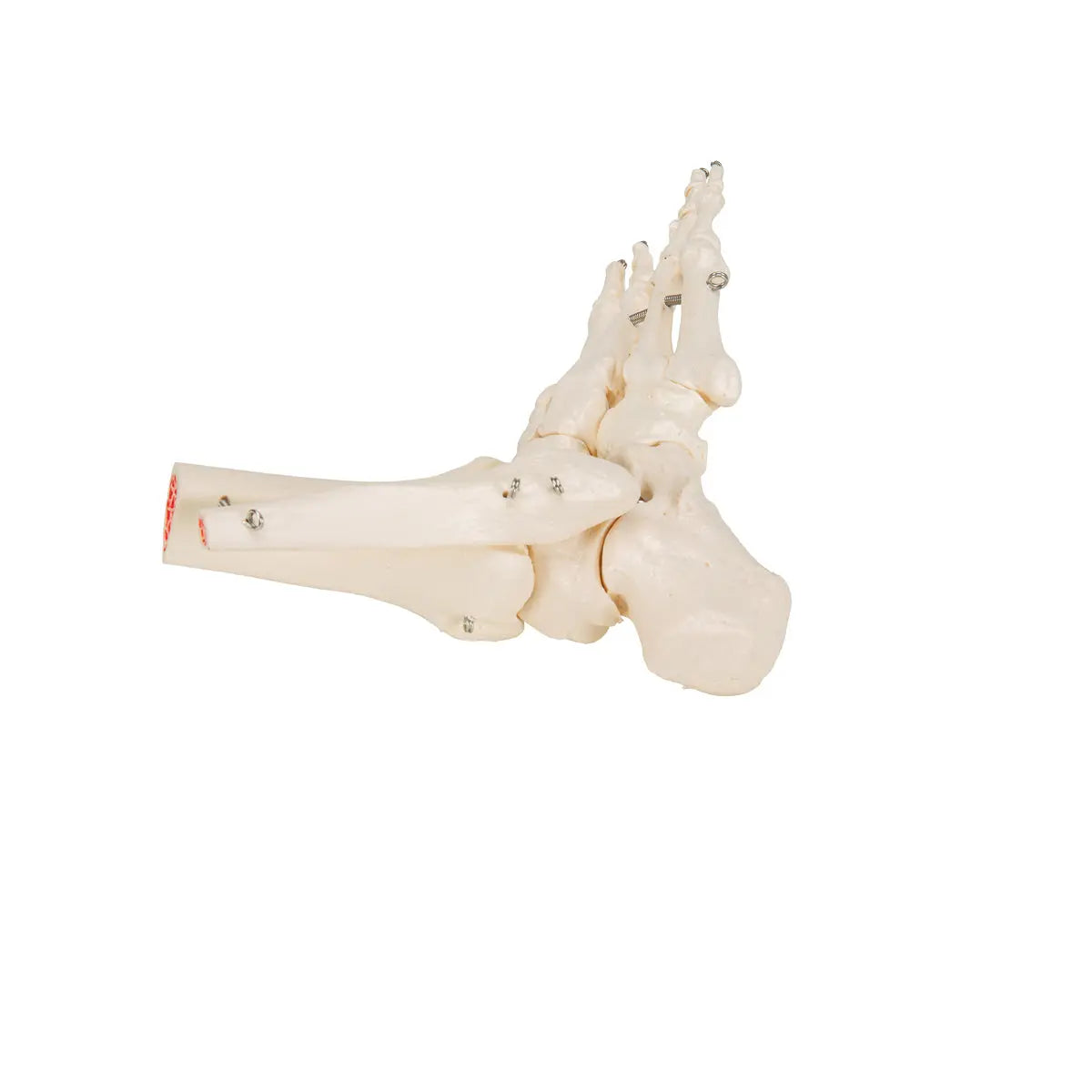 Skeleton of the foot with tibia and fibula (fibula) stump, on wire, side - My Podology