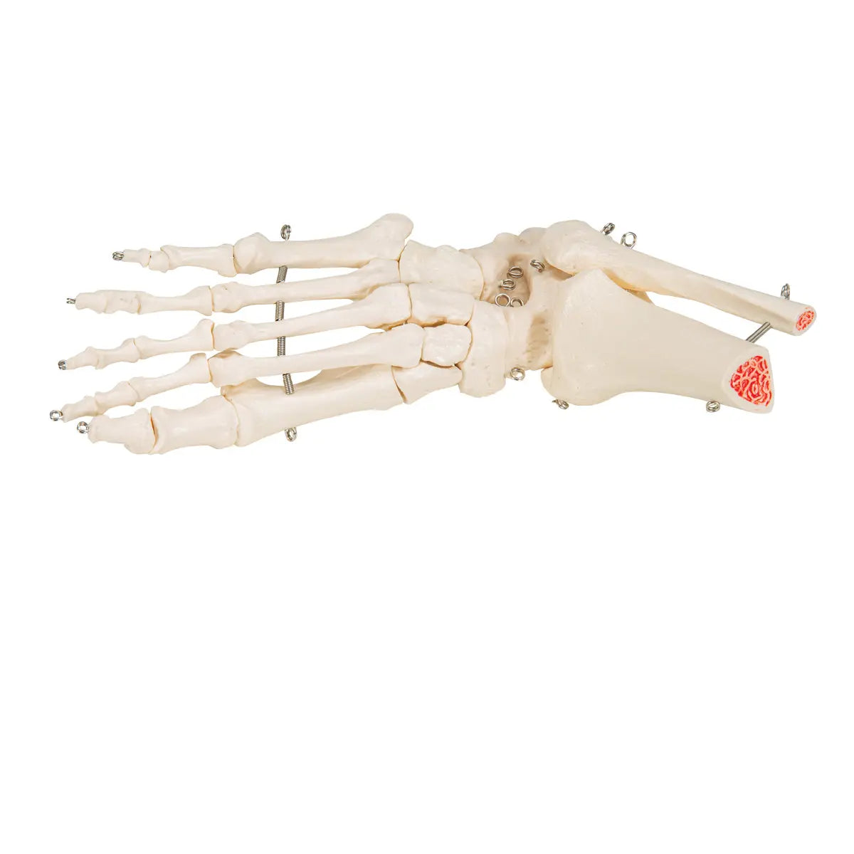 Skeleton of the foot with tibia and fibula (fibula) stump, on wire, side - My Podology
