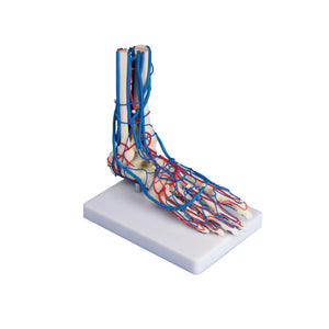 Skeleton of the foot with blood vessels - My Podiatry