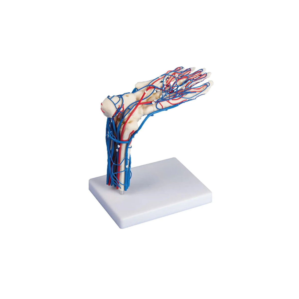 Skeleton of the foot with blood vessels - My Podiatry