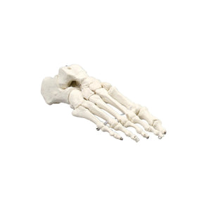 Classic foot skeleton - My Podiatry