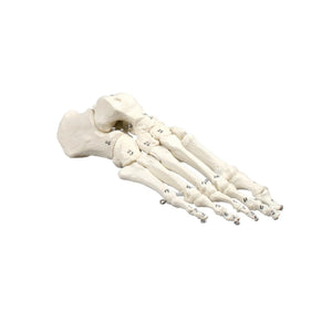 Classic foot skeleton with numbered bones - My Podiatry