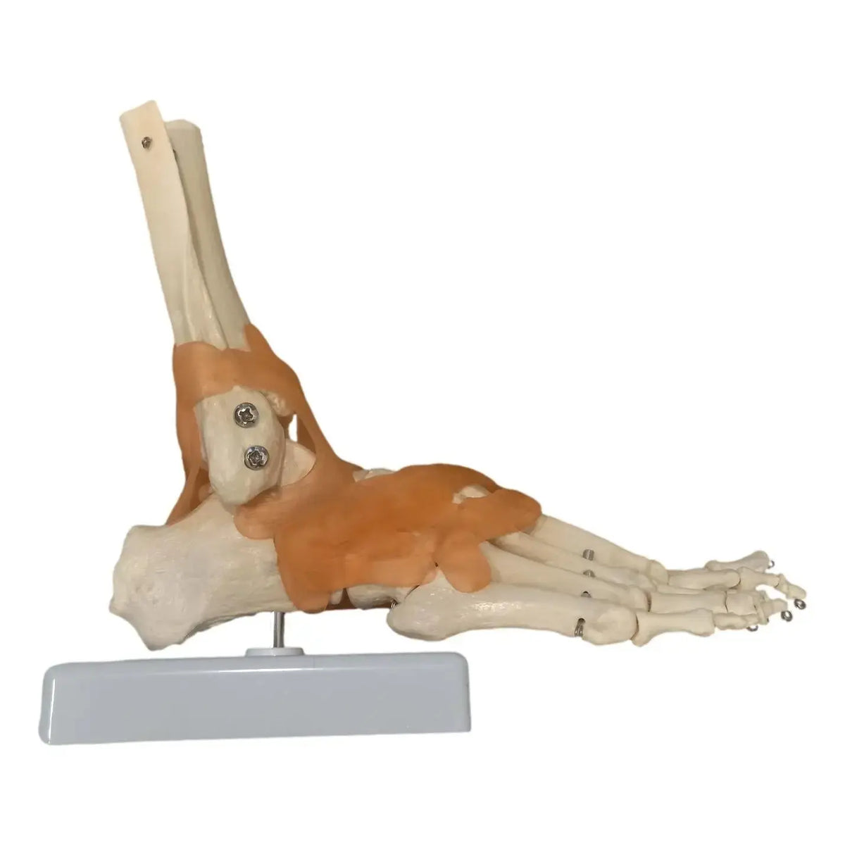 Foot skeleton on base - My Podiatry