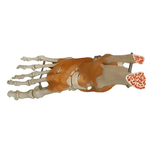 Foot skeleton on base - My Podiatry