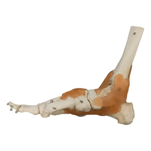 Foot skeleton on base - My Podiatry