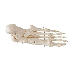 Foot skeleton on wire 3B Scientific 