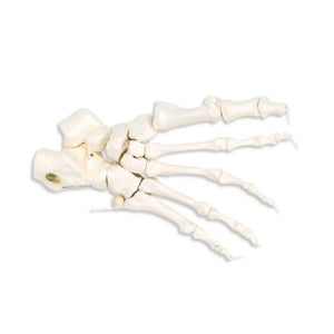 Foot skeleton on nylon thread - My Podiatry