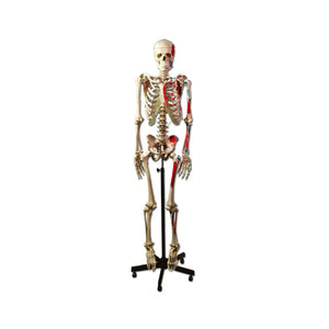 Life-size human skeleton 170cm with muscles on left side - My Podiatry