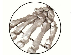 Life-size human skeleton 170cm with muscles on left side - My Podiatry