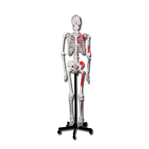 Muscular skeleton human body - My Podiatry
