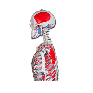 Muscular skeleton human body - My Podiatry