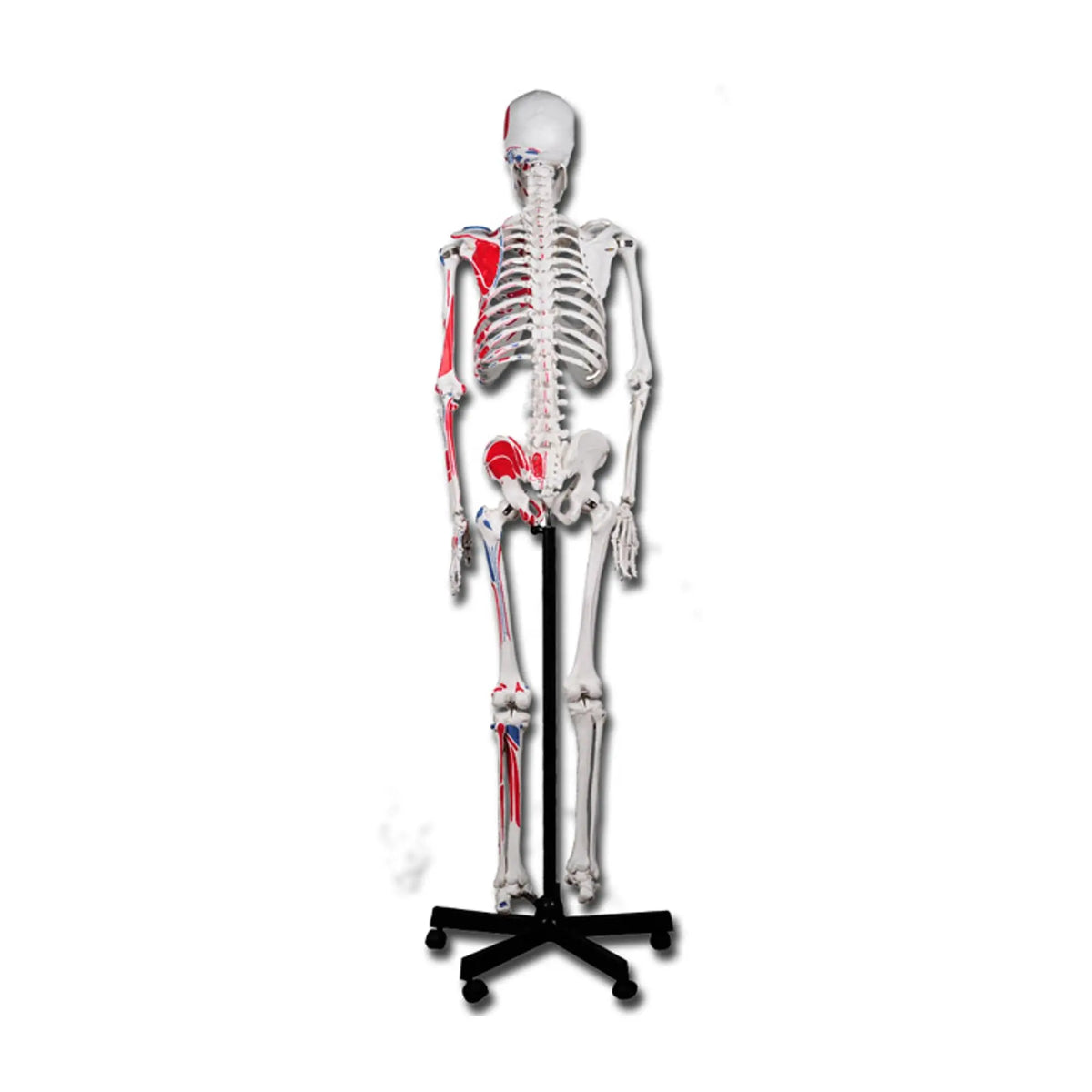Muscular skeleton human body - My Podiatry